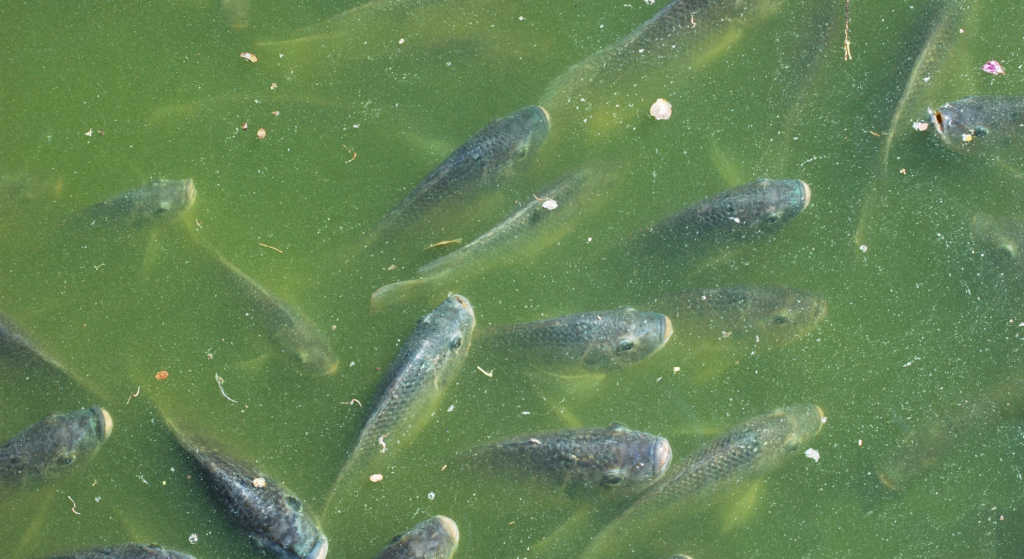 The Dirty Truth About Mold and Bacteria in Your Plumbing